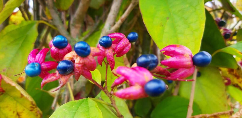 Clerodendrum trichotomum (1)